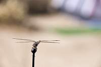 DragonFly_1524r.JPG